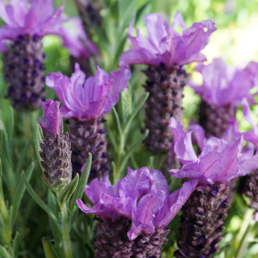 Phytofill™ 1% Booster - Image 5